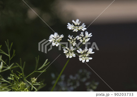 パクチーの花 90203733