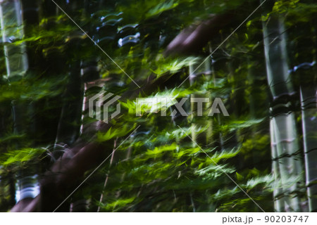 もみじの若葉をブラして写す 90203747