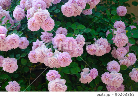 ピンクの薔薇 90203865