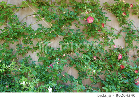 小屋の壁に這った赤い花の咲くつるバラ 90204240