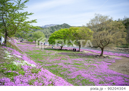 山形県立谷川の芝桜はゴールデンウイークが見頃 ボランティアの方の尽力により満開を迎える 山形県立谷川の芝桜はゴールデンウイークが見頃 ボランティアの方の尽力により満開を迎える 90204304