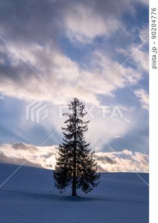 《北海道》クリスマスツリーの木・冬の美瑛 《北海道》クリスマスツリーの木・冬の美瑛 90204776