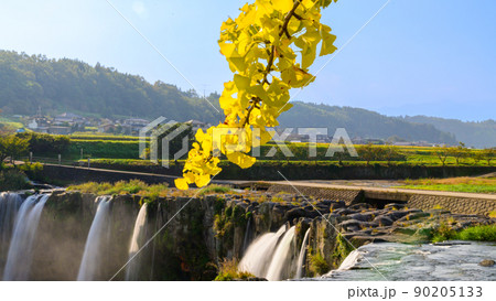 原尻の滝・秋晴れイチョウの葉(早朝)「東洋のナイヤガラ」秋の紅葉風景 原尻の滝・秋晴れイチョウの葉(早朝)「東洋のナイヤガラ」秋の紅葉風景 90205133