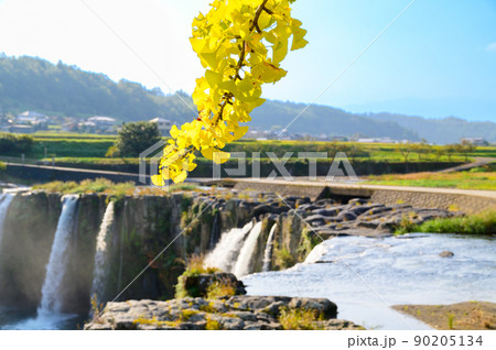 原尻の滝・秋晴れイチョウの葉(早朝)「東洋のナイヤガラ」秋の紅葉風景 90205134