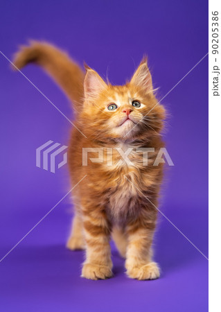 Portrait of red classic tabby Maine Coon kitten standing on purple background looking up and lifting tail. Playful purebred male altered cat is 6 weeks old. Front view. Studio shot. Part of series Portrait of red classic tabby Maine Coon kitten standing on purple background looking up and lifting tail. Playful purebred male altered cat is 6 weeks old. Front view. Studio shot. Part of series 90205386