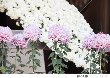 並んだ大輪の菊の花 並んだ大輪の菊の花 90205506