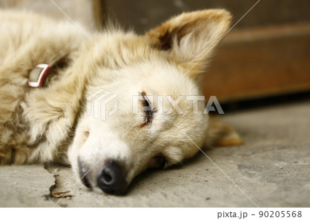 犬 狗 わんこ 90205568