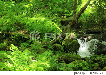 初夏の大山木谷沢渓流 初夏の大山木谷沢渓流 90206074