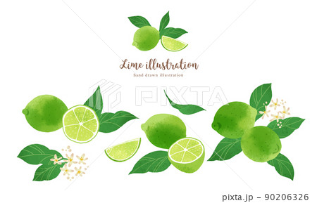 ナチュラルなタッチのライムのイラスト/横レイアウト 90206326
