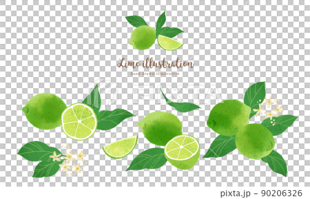 ナチュラルなタッチのライムのイラスト/横レイアウト 90206326