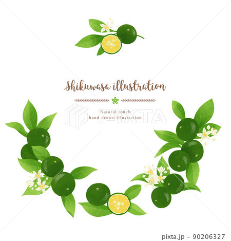 ナチュラルなタッチのシークワーサーのイラスト/サークル 90206327