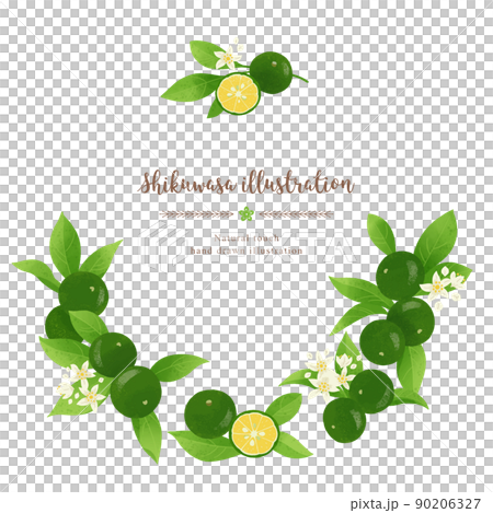 ナチュラルなタッチのシークワーサーのイラスト/サークル 90206327