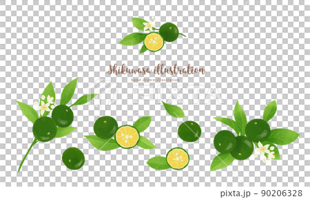 Shikuwasa的插圖/水平佈局具有自然的觸感 Shikuwasa的插圖/水平佈局具有自然的觸感 90206328