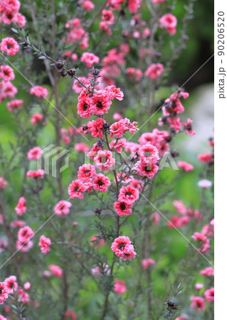 御柳梅（ギョリュウバイ）の花 90206520