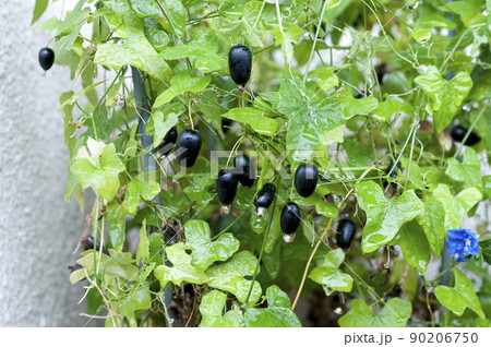 アメリカスズメウリの熟した実 90206750