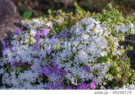 芝桜 芝桜 90206779