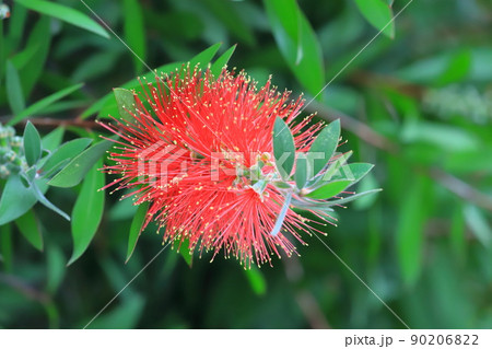 満開のブラシノキ 90206822