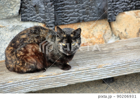 牛窓の野良猫達 牛窓の野良猫達 90206931