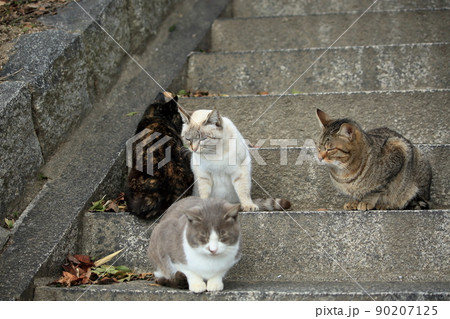 牛窓の野良猫達 牛窓の野良猫達 90207125