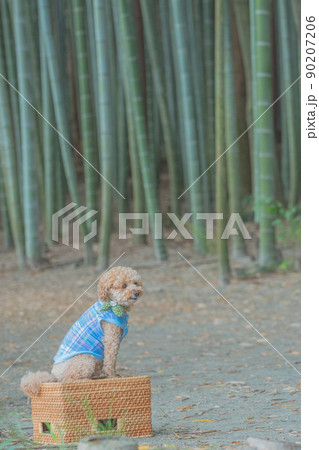 竹林と犬 竹林と犬 90207206