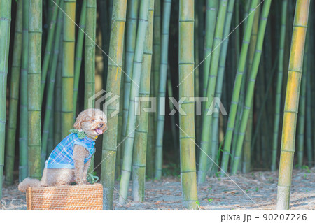 竹林と犬 竹林と犬 90207226