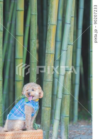 竹林と犬 竹林と犬 90207233