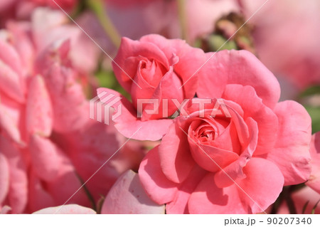 Pink rose rose flower rose rose pink - Stock Photo [90207340] - PIXTA