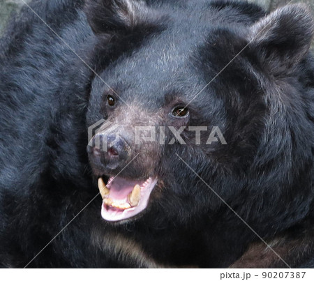 ツキノワグマ　クマ　熊 90207387