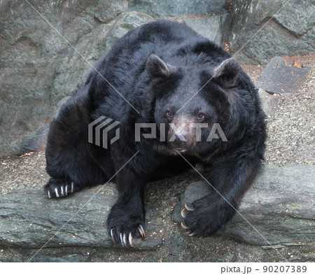 ツキノワグマ　クマ　熊 90207389