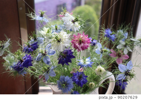 ニゲラの花を窓辺に飾る ニゲラの花を窓辺に飾る 90207629
