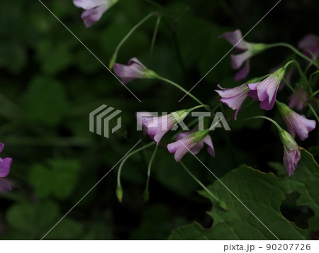 道端に咲くラッパ状の花『和風イメージ』(屋久島)の写真素材 [90207726] - PIXTA