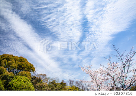 桜名所の比治山公園風景です。青空と雲の造形に満開の桜です。明るいイメージにどうぞ。広島県 90207816