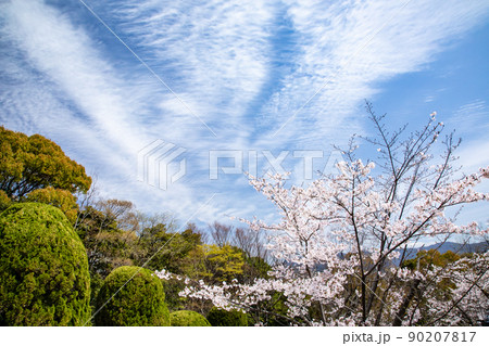 桜名所の比治山公園風景です。青空と雲の造形に満開の桜です。明るいイメージにどうぞ。広島県 桜名所の比治山公園風景です。青空と雲の造形に満開の桜です。明るいイメージにどうぞ。広島県 90207817