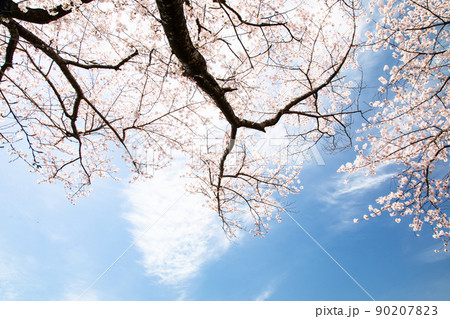 桜名所の比治山公園風景です。晴れた空に満開の桜です。明るいイメージにどうぞ。広島県 90207823