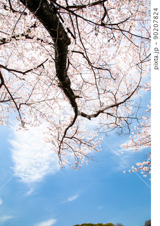 桜名所の比治山公園風景です。晴れた空に満開の桜です。明るいイメージにどうぞ。広島県 90207824