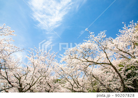 桜名所の比治山公園風景です。晴れた空に満開の桜です。明るいイメージにどうぞ。広島県 90207828