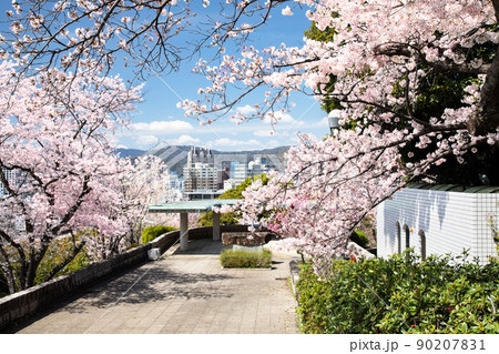 桜名所の比治山公園風景です。このロケーションの素晴らしさをご覧ください。遠景は広島市街地です。広島県 90207831