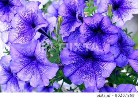 青い脈の入ったペチュニアの花 90207869