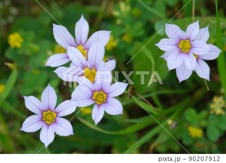 小さく見過ごしてしまいがちな野草でもとてもお洒落なオオニワゼキショウ 90207912