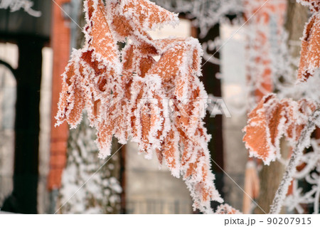 Autumn oak brown leaves in the snow. Autumn oak brown leaves in the snow. 90207915