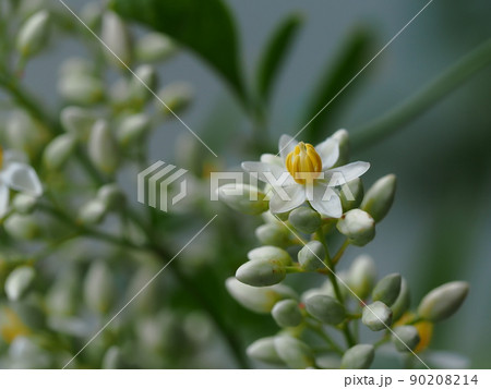 南天の花 南天の花 90208214