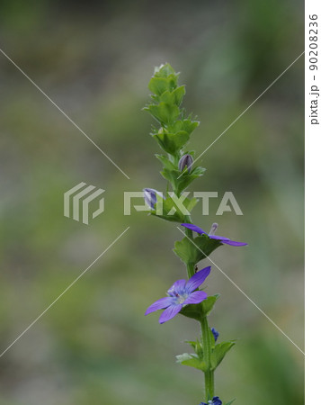 青紫のキキョウソウ 90208236