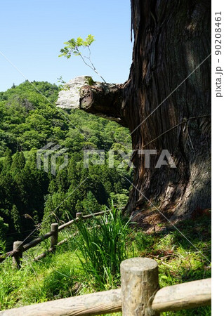 神奈川県足柄上郡山北町の中川の箒杉の風景 神奈川県足柄上郡山北町の中川の箒杉の風景 90208461