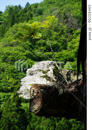 神奈川県足柄上郡山北町の中川の箒杉の風景 90208465