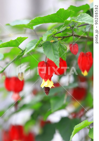 かわいいチロリアンランプの花 かわいいチロリアンランプの花 90208582