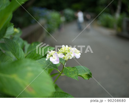 阿弥陀寺の歩道と紫陽花と人々 阿弥陀寺の歩道と紫陽花と人々 90208680