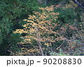 紅葉 90208830