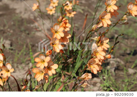春の日本の公園に咲くトリトニアのオレンジ色の花 90209030