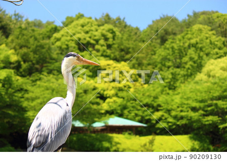 北九州市文化記念公園のアオサギ 90209130