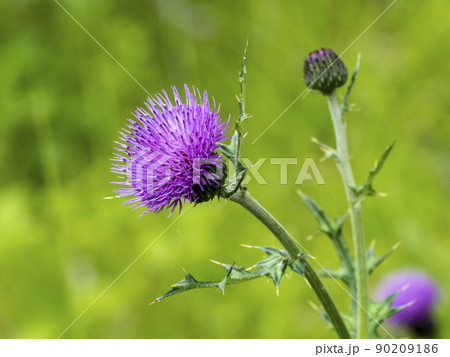 ノアザミの花 ノアザミの花 90209186